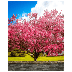 Print - Cherry Blossom Explosion, Ennis, County Clare - James A. Truett - Moods of Ireland - Irish Art