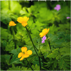 Shower Curtain - Wildflowers in Filtered Sunlight, Ballylee, County Galway - James A. Truett - Moods of Ireland - Irish Art