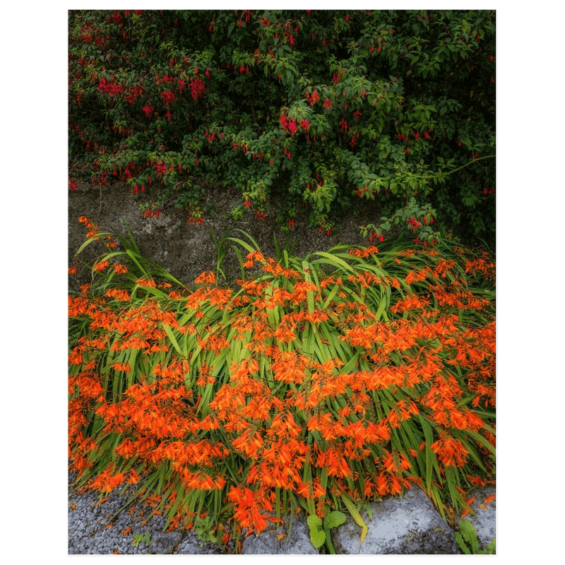 Print - Irish Montbretia and Fuchsias, County Clare - James A. Truett - Moods of Ireland - Irish Art
