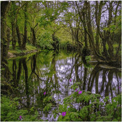 Shower Curtain - Streamstown River Reflections, County Galway - James A. Truett - Moods of Ireland - Irish Art