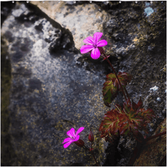 Shower Curtain - Spring Wildflowers Emerging from Stone, County Clare - James A. Truett - Moods of Ireland - Irish Art