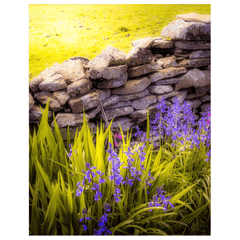 Print - Spring Bluebells and Stone Fence, County Clare - James A. Truett - Moods of Ireland - Irish Art
