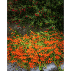 Print - Irish Montbretia and Fuchsias, County Clare - James A. Truett - Moods of Ireland - Irish Art