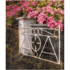 Shower Curtain - Gate with Pink Roses, Lissycasey, County Clare - James A. Truett - Moods of Ireland - Irish Art