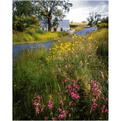 Print - Summer Wildflowers near Kildysart, County Clare - James A. Truett - Moods of Ireland - Irish Art