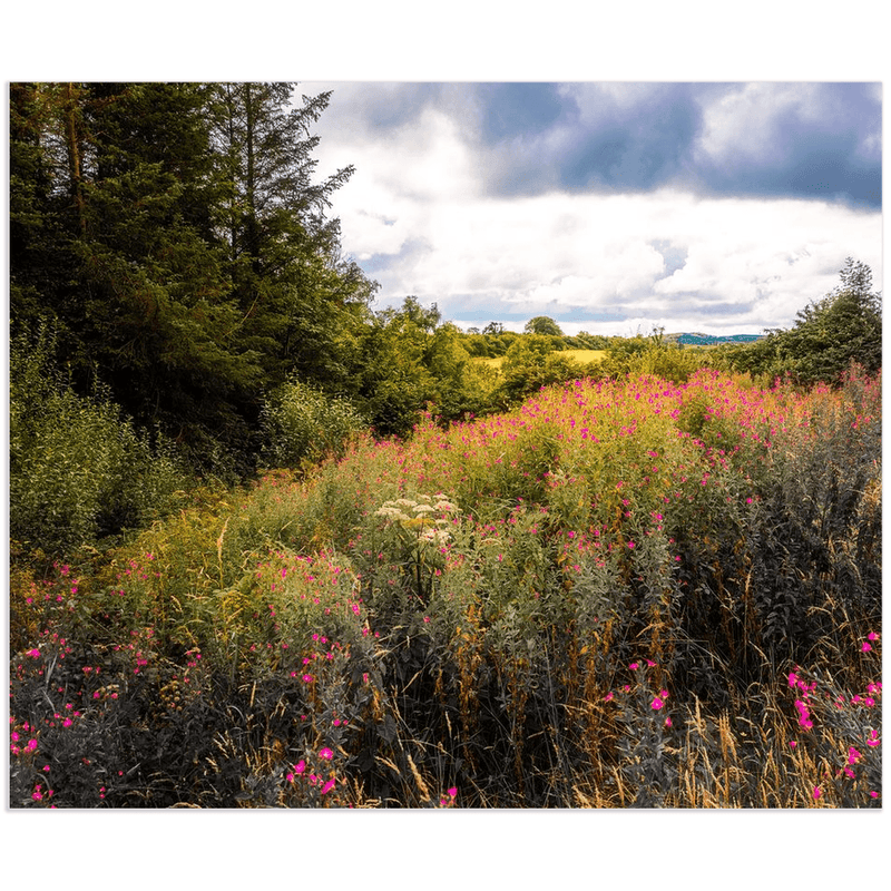 Print - Great Willowherb Wildflower Explosion, County Clare - James A. Truett - Moods of Ireland - Irish Art