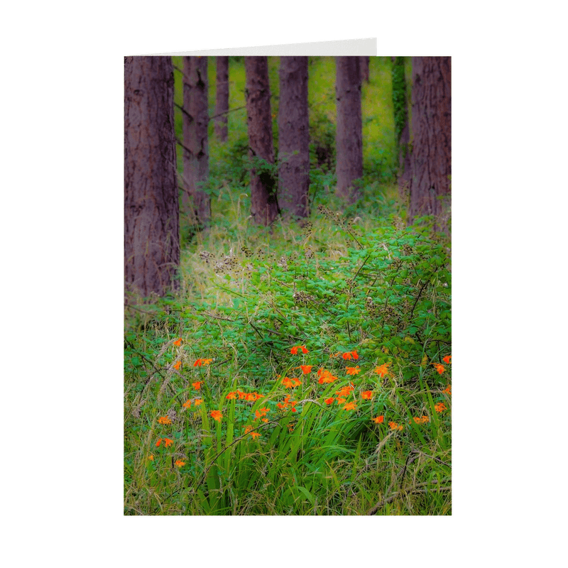 Folded Note Cards - Portumna Forest Park Paradise in County Galway - James A. Truett - Moods of Ireland - Irish Art