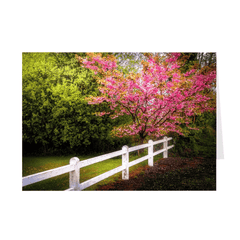 Folded Note Cards - Cherry Blossoms and White-washed Fence, County Clare - James A. Truett - Moods of Ireland - Irish Art