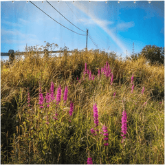 Shower Curtain - County Clare Rainbow over Roadside Wildflowers - James A. Truett - Moods of Ireland - Irish Art