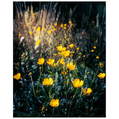 Print - Buttercups in the Irish Countryside - James A. Truett - Moods of Ireland - Irish Art