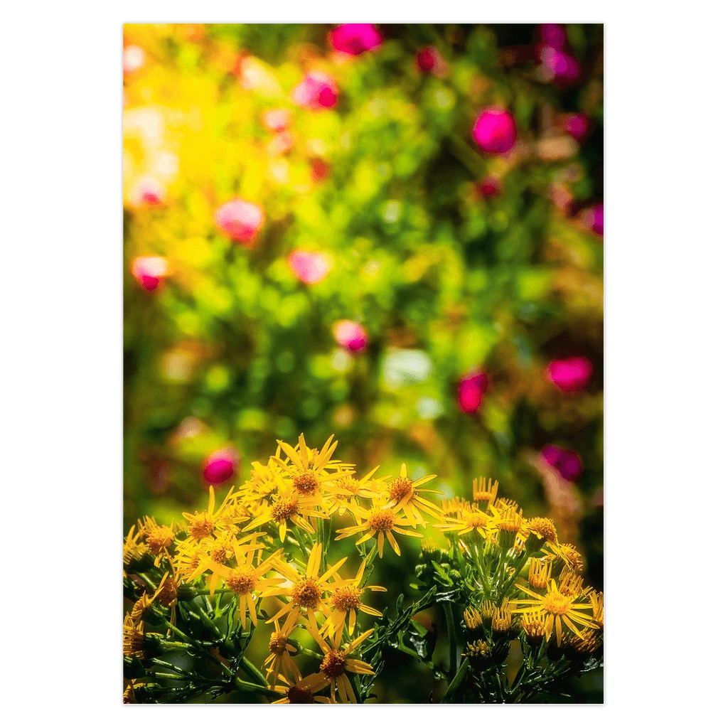 Folded Note Cards - Irish Wildflowers of Liscormick, County Clare - Moods of Ireland