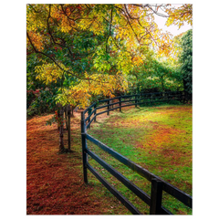 Print - Autumn Colours at Cranny, County Clare