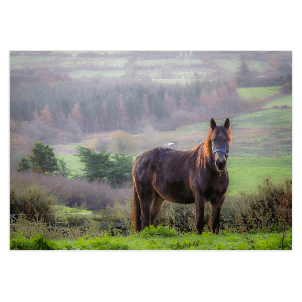 Folded Note Cards - Horse in the Irish Mist, County Clare - James A. Truett - Moods of Ireland - Irish Art