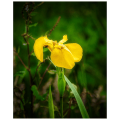 Print - Fabulous Irish Flag Iris (Feileastram) Wildflowers, County Clare - James A. Truett - Moods of Ireland - Irish Art