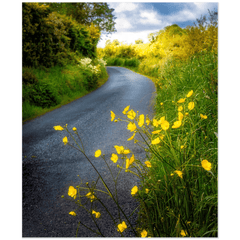 Print - Buttercups on the Road to Lavalla, County Clare - James A. Truett - Moods of Ireland - Irish Art