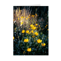 Folded Note Cards - Buttercups in the Irish Countryside - James A. Truett - Moods of Ireland - Irish Art