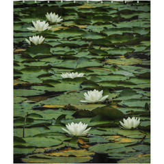 Shower Curtain - Water Lilies on Dromoland Lough, County Clare - James A. Truett - Moods of Ireland - Irish Art