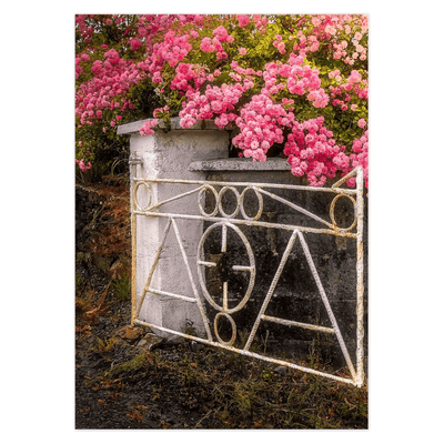 Folded Note Cards - Gate with Pink Roses, Lissycasey, County Clare - James A. Truett - Moods of Ireland - Irish Art