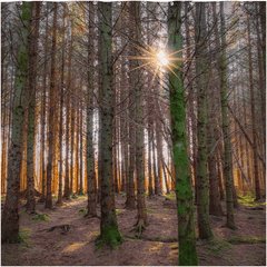 Shower Curtain - Enchanted Irish Forest in Autumn Light, County Clare - James A. Truett - Moods of Ireland - Irish Art