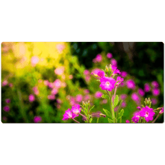 Desk Mat - Portrait of Great Willowherb Wildflowers, County Clare - Moods of Ireland