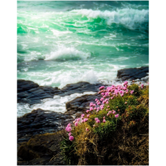 Print - Seaside Sea Pinks at Loop Head, County Clare