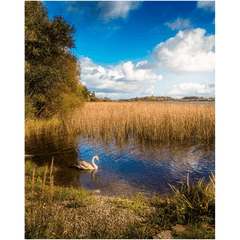Print - Swan on Gortglass Lake, County Clare - Moods of Ireland