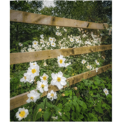 Shower Curtain - Japanese Anemones in the Irish Countryside - James A. Truett - Moods of Ireland - Irish Art