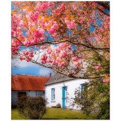 Print - Cherry Blossoms and Irish Cottage, County Clare - James A. Truett - Moods of Ireland - Irish Art