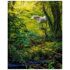 Print - White Horse in 40 Shades of Green, County Clare - James A. Truett - Moods of Ireland - Irish Art