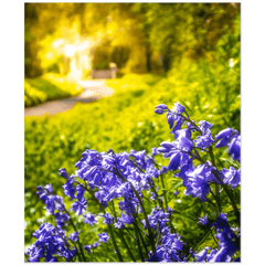 Print - Irish Bluebells in Spring Sun, County Clare - James A. Truett - Moods of Ireland - Irish Art