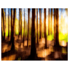 Print - Sun through the Woods Abstract, County Clare - James A. Truett - Moods of Ireland - Irish Art
