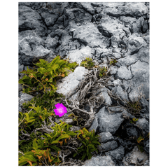 Print - Lone Wildflower in the Burren Limestone - James A. Truett - Moods of Ireland - Irish Art