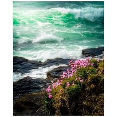 Print - Seaside Sea Pinks at Loop Head, County Clare