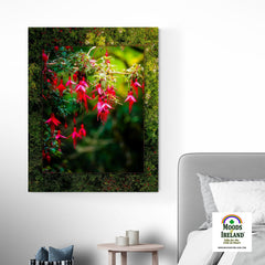 Canvas Wrap - Vibrant Fuchsias on a Hillside, County Clare - James A. Truett - Moods of Ireland - Irish Art