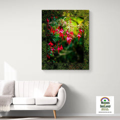 Canvas Wrap - Vibrant Fuchsias on a Hillside, County Clare - James A. Truett - Moods of Ireland - Irish Art