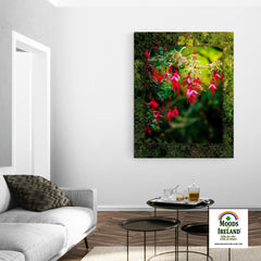 Canvas Wrap - Vibrant Fuchsias on a Hillside, County Clare - James A. Truett - Moods of Ireland - Irish Art