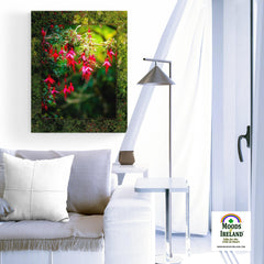 Canvas Wrap - Vibrant Fuchsias on a Hillside, County Clare - James A. Truett - Moods of Ireland - Irish Art