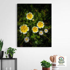 Canvas Wrap - Poached Egg Flowers and Daisies in the Irish Countryside, County Clare - James A. Truett - Moods of Ireland - Irish Art