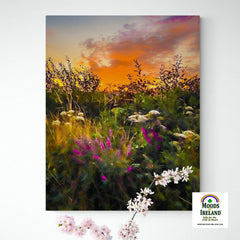 Canvas Wrap - Purple Loosestrife blooming along a Roadside at Sunrise, County Clare - James A. Truett - Moods of Ireland - Irish Art