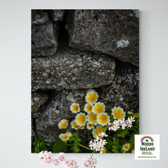 Canvas Wrap - Yellow Flowers Against Stone Wall - James A. Truett - Moods of Ireland - Irish Art