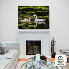 Canvas Wrap - Swan and Cygnet in Dromoland Lough, County Clare - James A. Truett - Moods of Ireland - Irish Art
