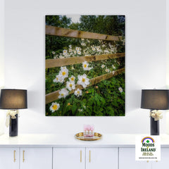 Canvas Wrap - Japanese Anemones in the Irish Countryside - James A. Truett - Moods of Ireland - Irish Art