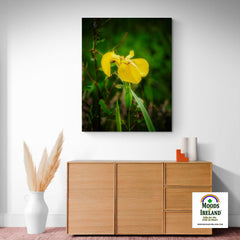 Canvas Wrap - Fabulous Irish Flag Iris (Feileastram) Wildflowers, County Clare - James A. Truett - Moods of Ireland - Irish Art