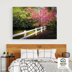 Canvas Wrap - Cherry Blossoms and White-washed Fence, County Clare - James A. Truett - Moods of Ireland - Irish Art