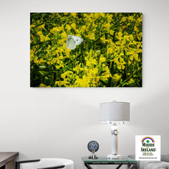 Canvas Wrap - Butterfly and Yellow Wildflowers on Galway Bay - James A. Truett - Moods of Ireland - Irish Art