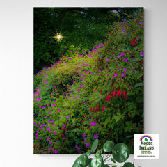 Canvas Wrap - Roadside Cascade of Irish Wildflowers in Afternoon Sun - James A. Truett - Moods of Ireland - Irish Art