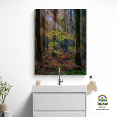 Canvas Wrap - Misty Irish Spring Forest in Coole Park, County Galway - James A. Truett - Moods of Ireland - Irish Art