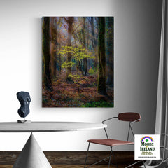 Canvas Wrap - Misty Irish Spring Forest in Coole Park, County Galway - James A. Truett - Moods of Ireland - Irish Art