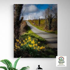 Canvas Wrap - Spring Daffodils under Blue Sky, County Clare - James A. Truett - Moods of Ireland - Irish Art