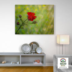 Canvas Wrap - Red Rose in Irish Meadow Irish Irish Poster - James A. Truett - Moods of Ireland - Irish Art